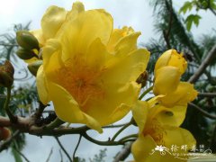 弯子木Cochlospermum religiosum