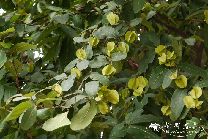 阿江榄仁Terminalia arjuna