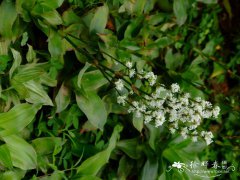 白纹香锦竹草Callisia fragrans ‘Variegatus’