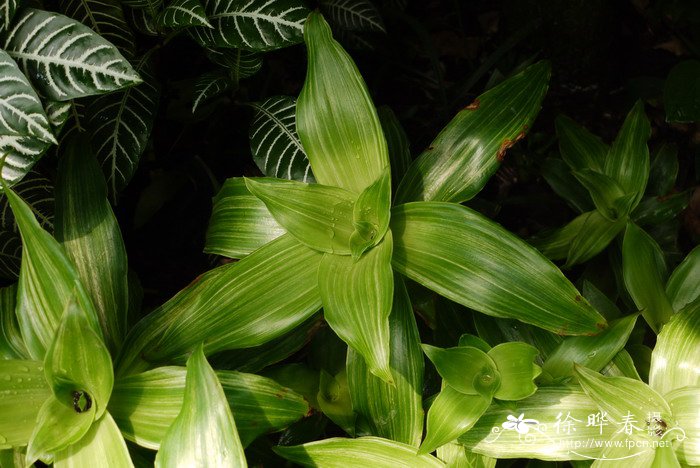 白纹香锦竹草Callisia fragrans ‘Variegatus’