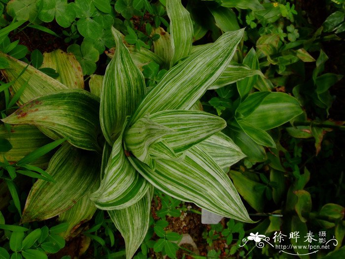 白纹香锦竹草Callisia fragrans ‘Variegatus’