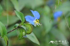 鸭跖草Commelina communis