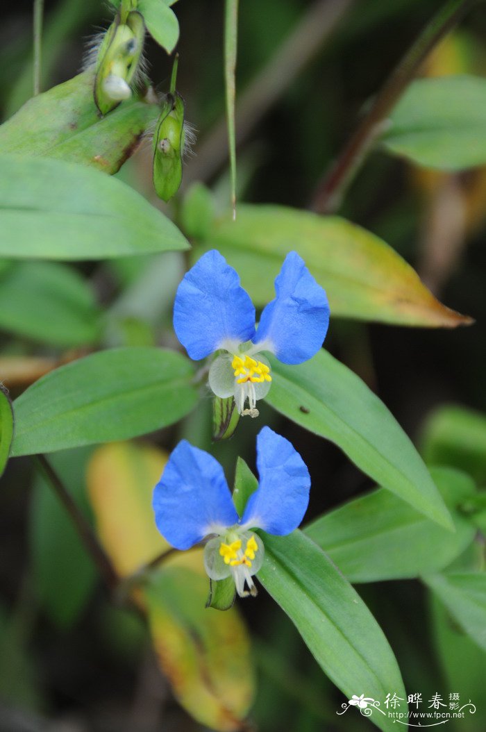 鸭跖草Commelina communis