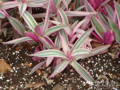 条纹小蚌花Tradescantia spathacea‘Dwarf Variegata’