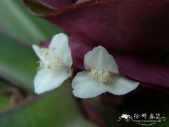 紫背万年青Tradescantia spathacea