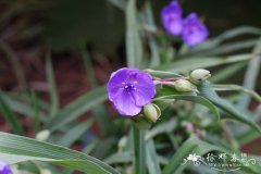 无毛紫露草Tradescantia virginiana