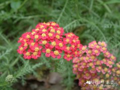 西洋蓍草Achillea millefolium