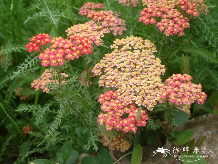 西洋蓍草Achillea millefolium