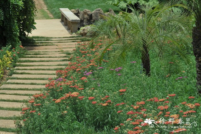 西洋蓍草Achillea millefolium