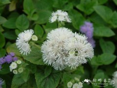 熊耳草Ageratum houstonianum