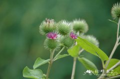 牛蒡Arctium lappa