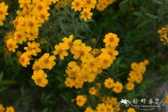 阿魏叶鬼针草Bidens ferulifolia