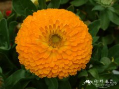 金盏花Calendula officinalis