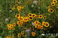 两色金鸡菊Coreopsis tinctoria