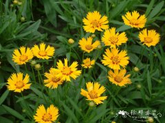 大花金鸡菊Coreopsis grandiflora