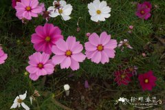 ˹Cosmos bipinnatus