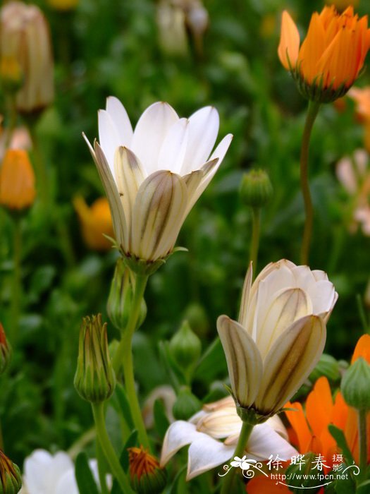 异果菊Dimorphotheca sinuata ‘Spring Flash’