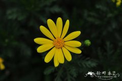 ƽEuryops chrysanthemoides  speciosissimus