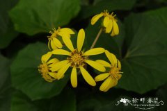 大吴风草Farfugium japonicum