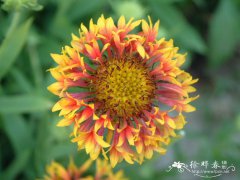 矢车天人菊Gaillardia pulchella ‘Picta’