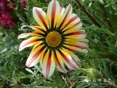 勋章花Gazania rigens