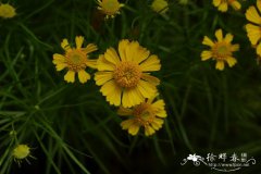 堆心菊品种Helenium ‘Dakota Gold’