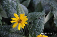 菊芋Helianthus tuberosus