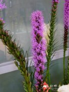 ߱޾Liatris spicata