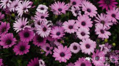 非洲万寿菊Osteospermum ecklonis