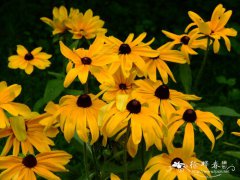 黑心菊Rudbeckia hirta