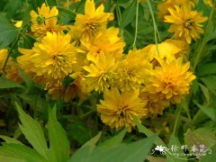 重瓣金光菊Rudbeckia laciniata var. hortensis