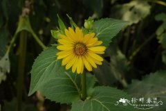 串叶松香草Silphium perfoliatum