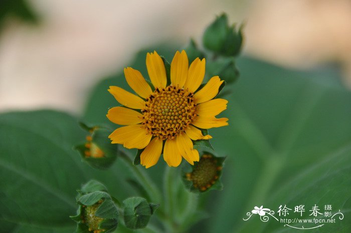 菊薯Smallanthus sonchifolius