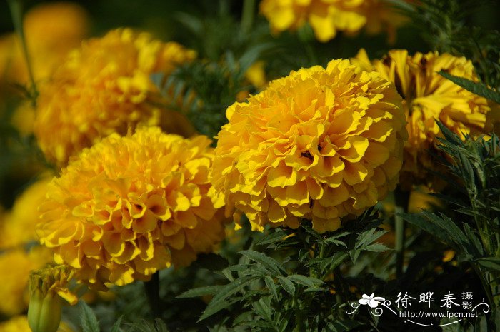 万寿菊Tagetes erecta