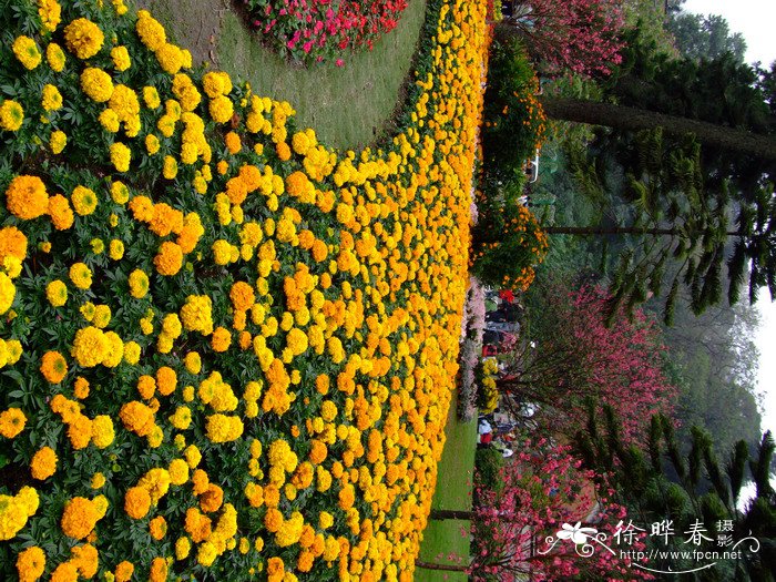 万寿菊Tagetes erecta