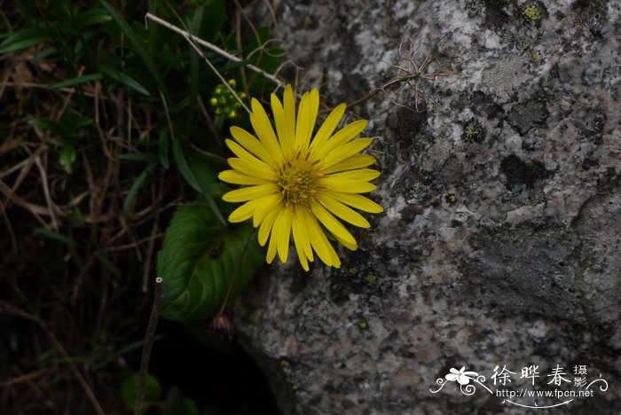 甘肃多榔菊Doronicum gansuense