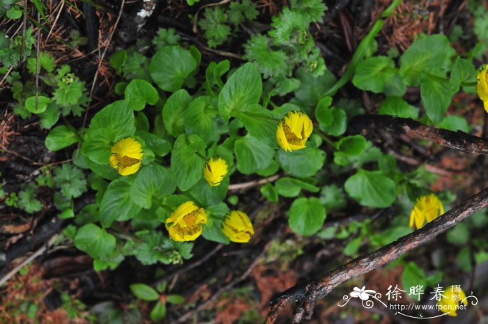 甘肃多榔菊Doronicum gansuense