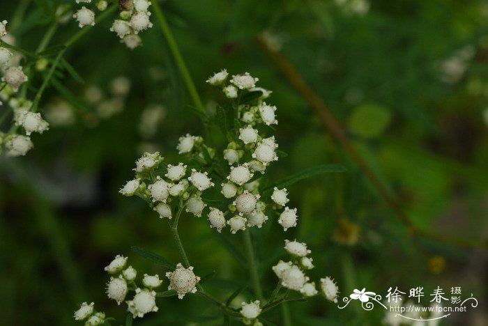 银胶菊Parthenium hysterophorus