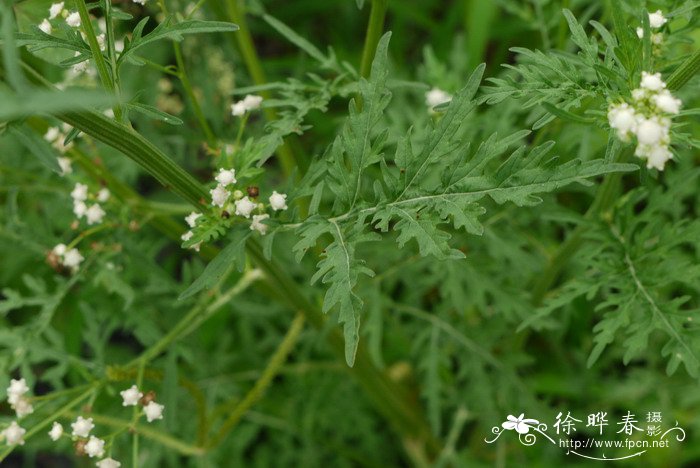 银胶菊Parthenium hysterophorus