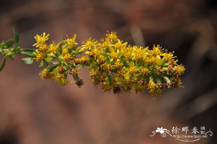 一枝黄花Solidago decurrens