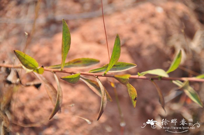 一枝黄花Solidago decurrens