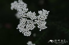 澳洲米花Ozothamnus diosmifolius