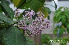 大叶斑鸠菊Vernonia volkameriifolia