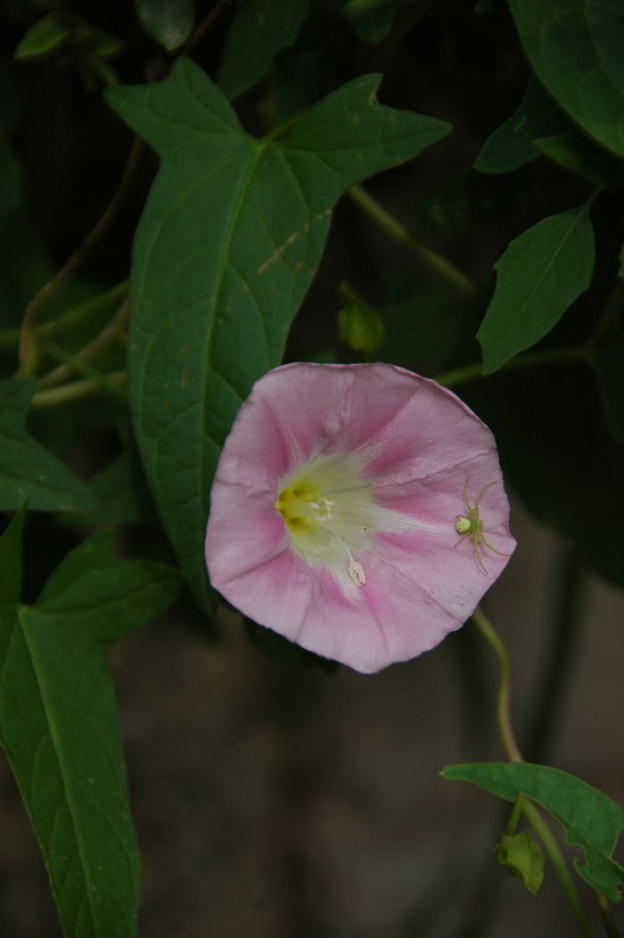 打碗花Calystegia hederacea