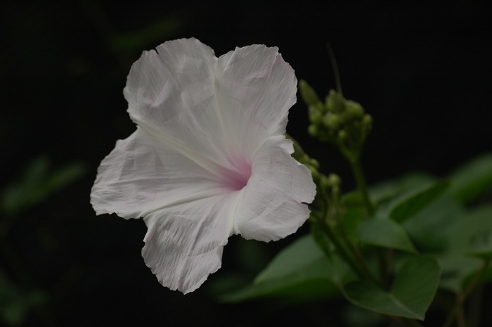 南美旋花Ipomoea carnea subsp. fistulosa