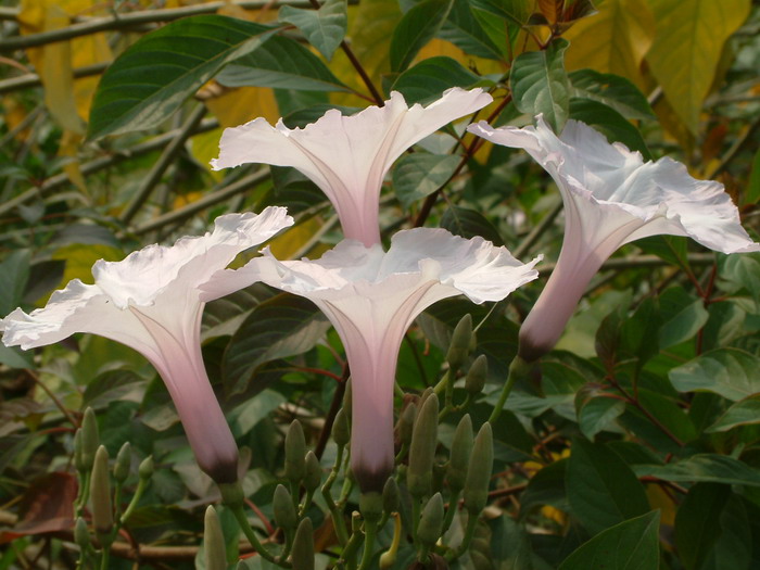 南美旋花Ipomoea carnea subsp. fistulosa