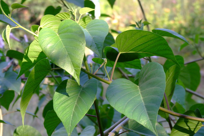 南美旋花Ipomoea carnea subsp. fistulosa