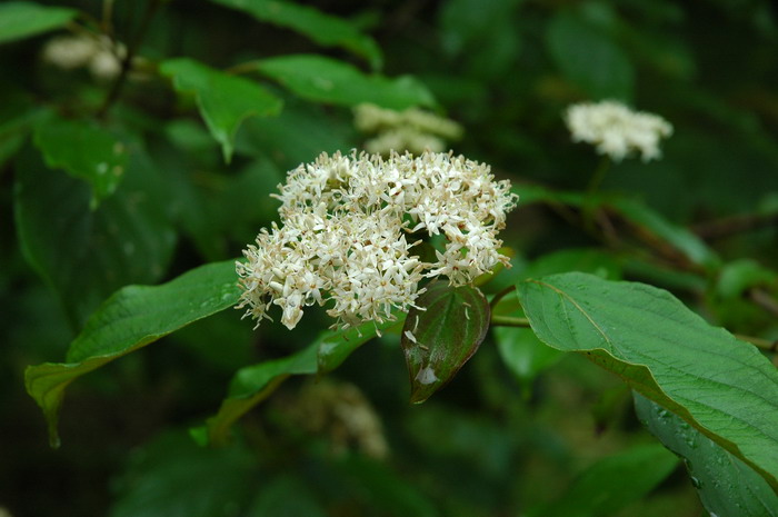 天蓝梾木Cornus amomum