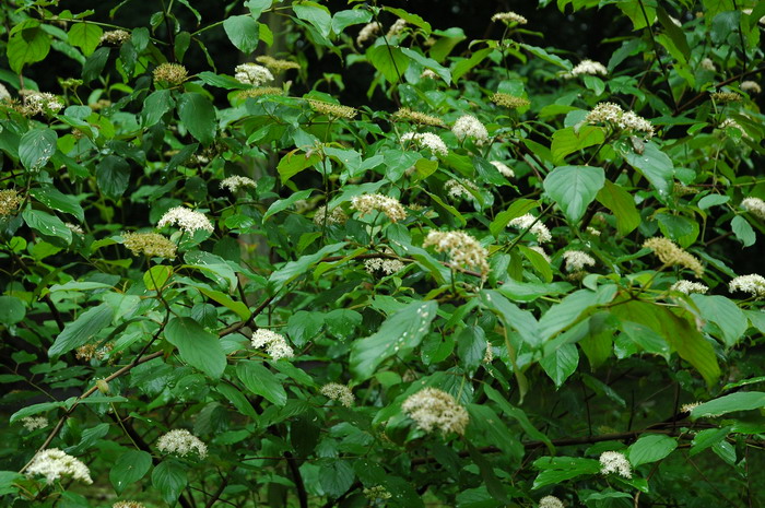 天蓝梾木Cornus amomum