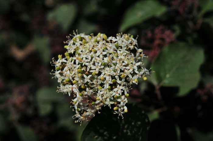 沙梾Cornus bretschneideri